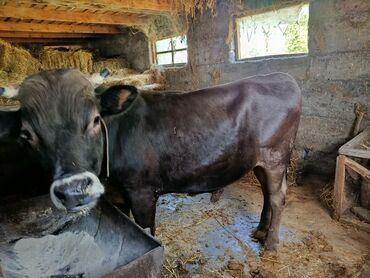 продам бычка: Продаю | Бык (самец) | На забой