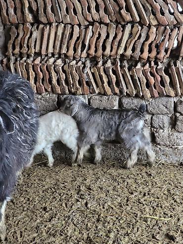 Козы, козлы: Продаю | Коза (самка) | Для разведения — 7