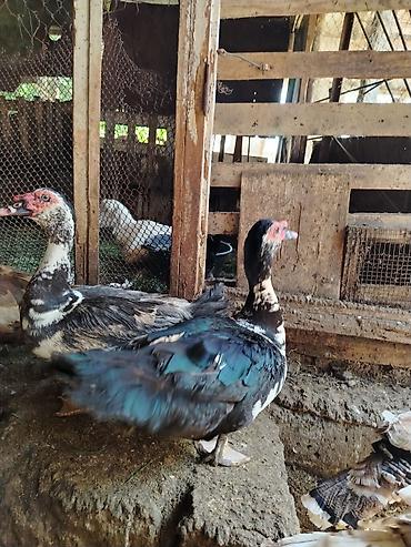 ördək balası və cücə: Misk ördəkləri (indoutka) – təsərrüfat üçün ətlik və damazlıq quşlar — 1