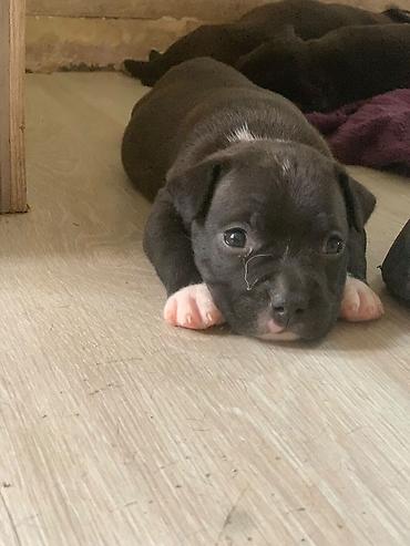 pitbullar: Pitbul — 3