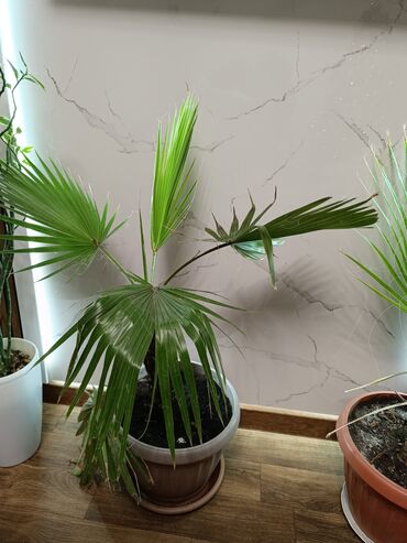дом растение пальма: Продаю пальму сорта Вашингтония 
больше 5 лет