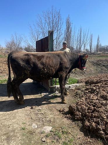 Коровы, быки: Продаю | Бык (самец) | На откорм | Племенные at lalafo.kg — 4 Коровы, быки: Продаю | Бык (самец) | На откорм | Племенные — 4