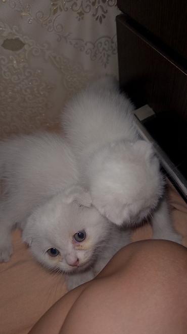шотландский вислоухий котенок: 🐾 Шотландский вислоухий котёнок 🤍 Очень ласковый и игривый малыш 🥹 — 2