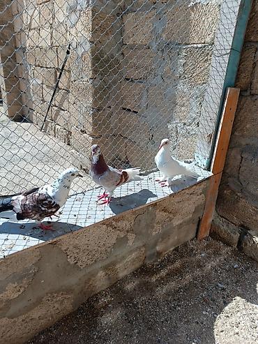 ucuz goyərcinlər: Quşlar hamısı bir yerdə satılır. Tam sağlam normal uçan quşlardı — 3
