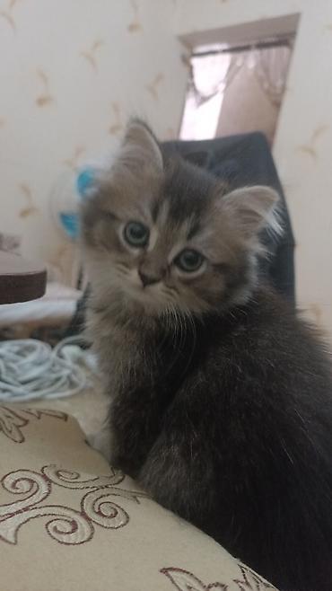 Pişiklər: Britan — 9