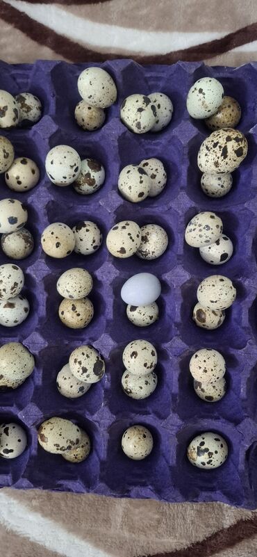 Cücələr: Bildirçin yumurtası biri 0.20qəpik