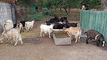 Продаю | Коза (самка), Козёл (самец), Козлёнок | Полукровка | На забой, Для разведения | Племенные