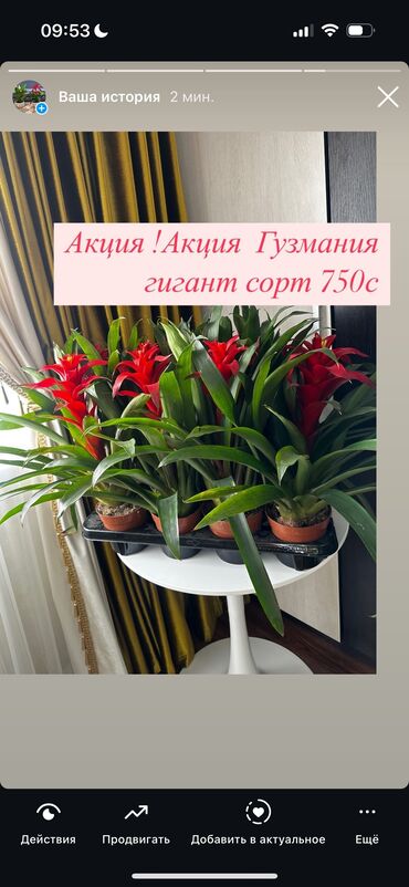 Другие комнатные растения: Продаю комнатные цветы! Зелёные, красивые, ухоженные — выращены с — 15