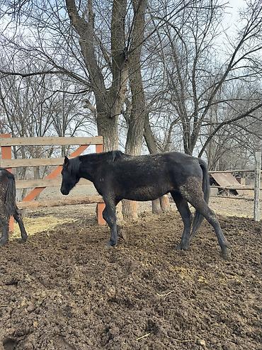 Лошади, кони: Продаю | Кобыла (самка), Конь (самец), Жеребенок | Полукровка | На забой, Для разведения, Для молока — 8