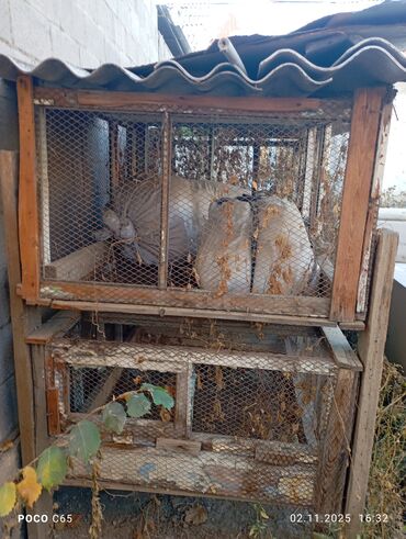 срочно продаю в связи с переездом: Продаются два двухъярусных кролятника.
Сокулук