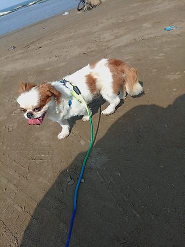 bitbul iti: Pekines, 1 il, Erkək, Ünvandan götürmə — 1