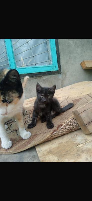 закрытый лоток: Котята домашние, помёт от трёхцветной кошки. Окрас разный: - чёрный — 1