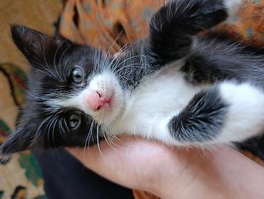котята норвежской лесной кошки: Котята-таксико (черно-белые) с оригинальными “масками” на мордочке — 3