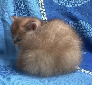 Продажа кошек: Скотиш Страйт (Шотландская прямоухая), 2 месяца, Мальчик, Золотая шиншилла, Приучена к лотку — 3