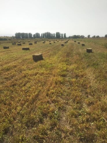 корма для курей: Сено если с поля заберёте