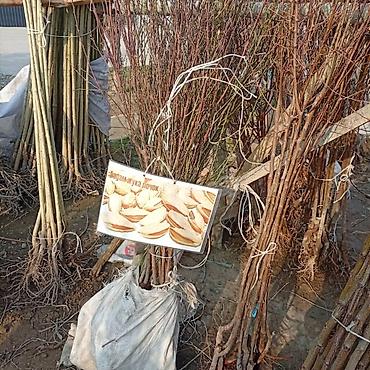 Яблоня: Саженцы плодовых культур — ассортимент сортов Предлагаются саженцы — 15