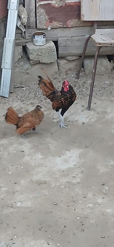 Toyuq, Damazlıq lalafo.az -da Toyuq, Damazlıq