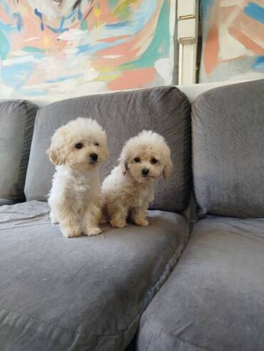 Psi: Bišon pudla štenci Štenci bi-pu, kombinacija bišon-pudla, stari 2 — 11