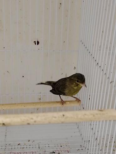 Qəfəslər: Daimi qus isi ile mesqul olanlar biler bu qiymete erkek bulbul esla — 2