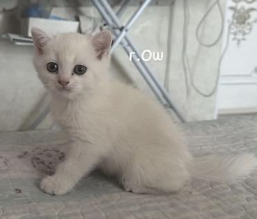 Скотиш Страйт (Шотландская прямоухая), 2 месяца, Девочка, Белый, Приучена к лотку at lalafo.kg Скотиш Страйт (Шотландская прямоухая), 2 месяца, Девочка, Белый, Приучена к лотку
