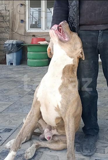 ev heyvan: Pitbul — 1