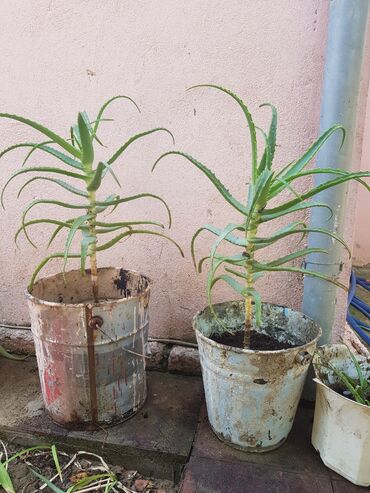 kartoşka gülü: Aloe gülü. çoxillik dərman gülü. 50sm 2 ədəd,40sm,20sm və 10