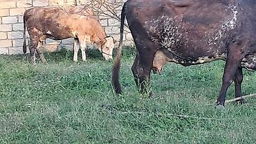simental inek qiymeti: Iki baş inəy satılır Smental ikinci qarına doğacaq süni mayalanma olub — 7