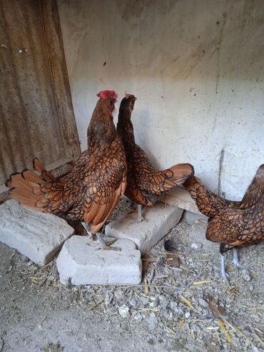 Попугаи: Sibrayt qızılı 1 yaşları var.fərəlır yumurtayır.barter yumurta sayışı