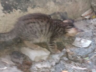 сиамская кошка: Котёнок с полосатым окрасом и коротким мехом, подходящий для домашнего