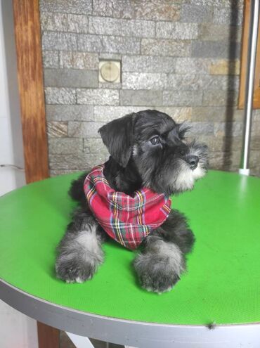 Psi: Patuljasti šnaucer Black & Silver štenci na prodaju. Ostenjeni — 7