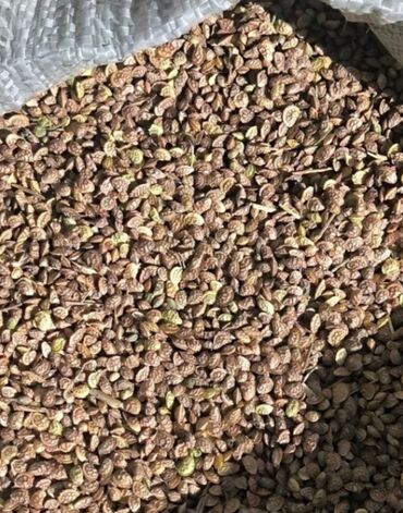 где купить кукурузу для попкорна в бишкеке: Продается качественные семена многолетнего эспарцета, с богарных