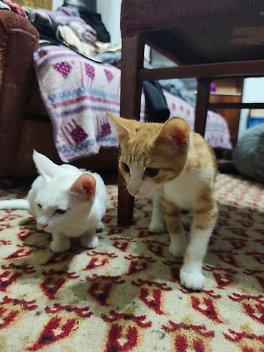 Мышыктар: КОТЁНОК МАЛЬЧИК 2,5 МЕСЯЦА. Милый рыжебелый котёнок с короткой — 4