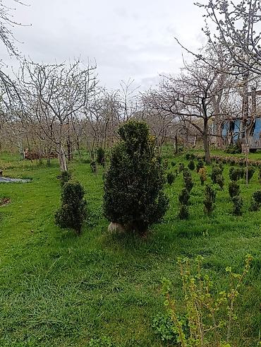 Самшит: Самшит (Buxus sempervirens) — взрослые сформированные кусты ПРОДАЮ С — 7