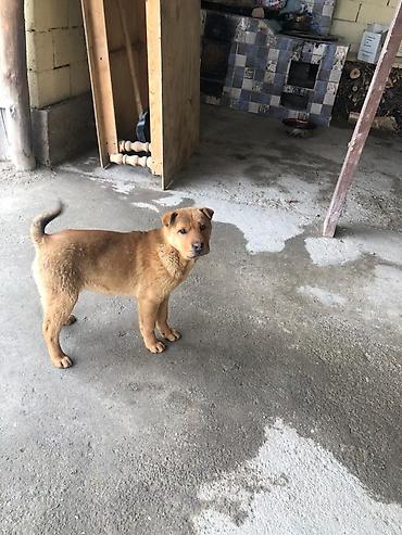 Продажа собак: Шарпей, 4 месяца, Самка, С прививкой — 9