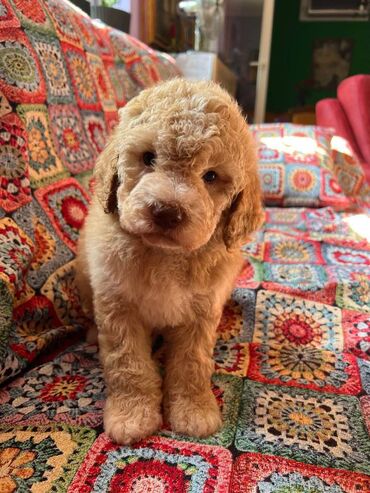 Psi: Nasa odgajivacnica lagotto romagnolo pasa A GANG OF LAGOTTA FCI 7244 — 12