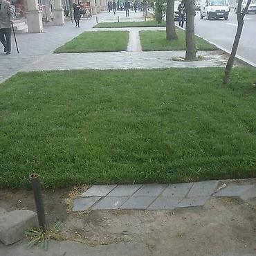 kol bitkiləri: Sizlərə munasib qiymətə enli yarpaq olan Danimarka toxumundan əkilən — 4