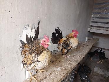 Toyuqlar: Toyuq, Damazlıq — 11