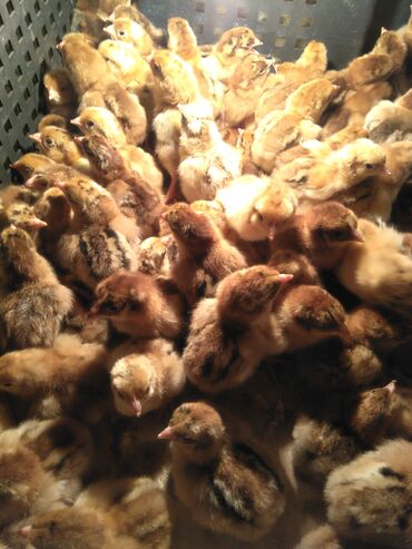 Куры, петухи: Продаю суточных домашних цыплят