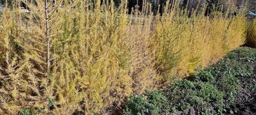 Декоративные деревья: Саженцы деревьев: Ели — 11