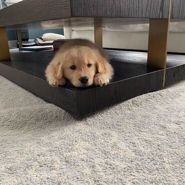 zinqirov iti: Retriever, 2 ay, Erkek, Pulsuz çatdırılma