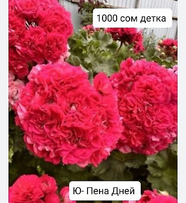 Герани и пеларгонии: Пеларгонии (герани) сортовые — детки в стаканчиках. Доступные сорта — 25