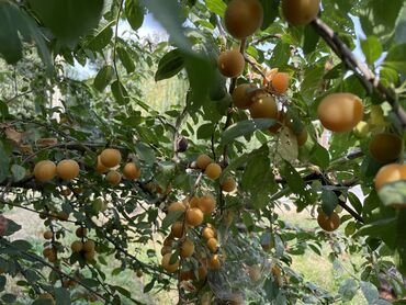 Günlük kirayə evlər: 230 kv. m, 6 otaqlı, Kanalizasiya, Kombi, Qaz — 21