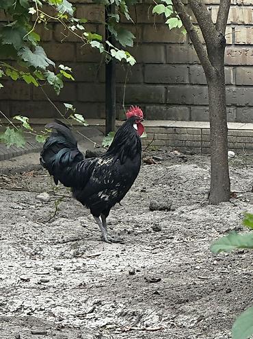 прикол курочки: 🐔 ПРОДАЮ ЧЕРНЫХ ПЕТУХОВ (ЭКЗОТ) Лакеданзи. Полностью черные — 3