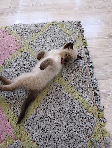 котята сиамской кошки: Котята — очаровательные малыши с разными окрасами. отдам добрые руки — 1