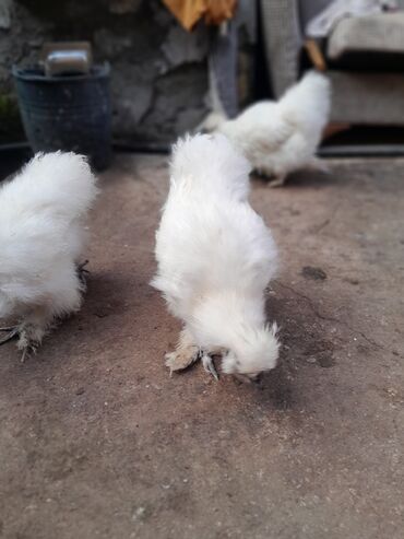 Toyuqlar: Toyuq, Damazlıq, Ödənişli çatdırılma -da lalafo.az — 3 Toyuqlar: Toyuq, Damazlıq, Ödənişli çatdırılma — 3