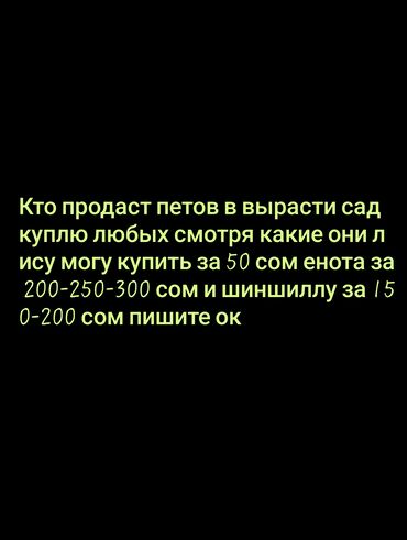 объявления о найденных животных: Куплю | Другие с/х животные