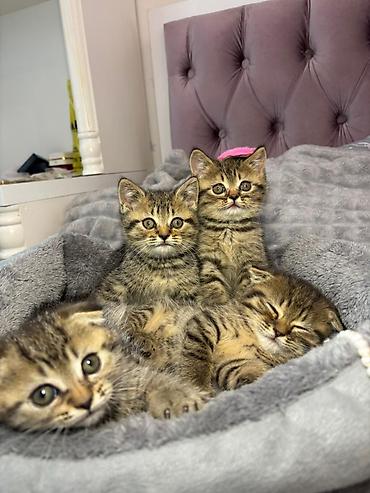 Pişiklər: Şotland yastı qulaq, Erkək, Dişi, Yaxşı əllərə, Ünvandan götürmə, Pulsuz çatdırılma, Ödənişli çatdırılma — 10