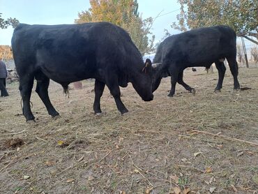 Коровы, быки: Продаю | Бык (самец) | На откорм | Племенные — 9