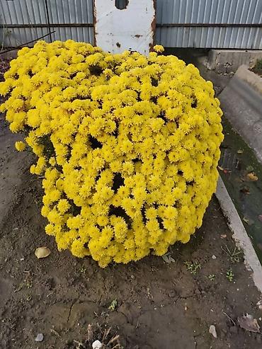 Хризантема: Хризантема — 20