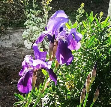 комнатные цветы: Iris ( susen gulu ) satilir.Shekilde gorduyunuz gullerin kokleri 1